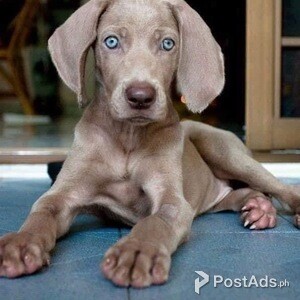 weimarener pups | PostAds PH