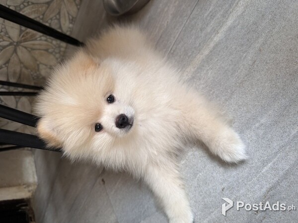 Pomeranian Pure Puppy