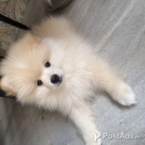 Pomeranian Pure Puppy | PostAds PH