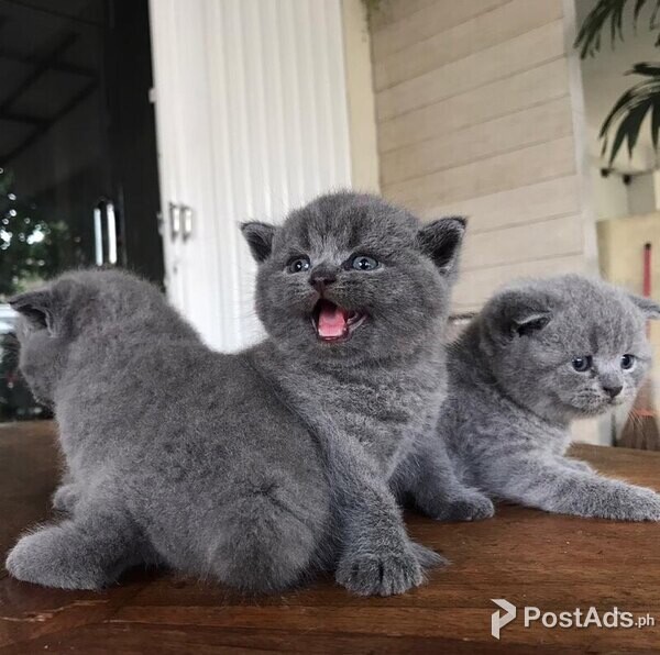 BSH Kittens