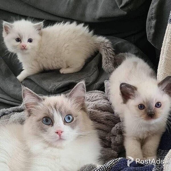  Ragdoll Kittens available
