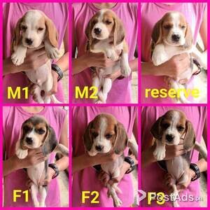 Cute Beagle Puppies | PostAds PH