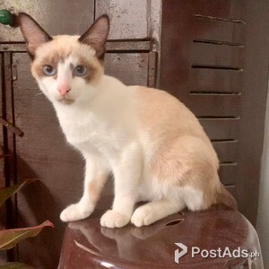 Siamese Kitten for Sale | PostAds PH
