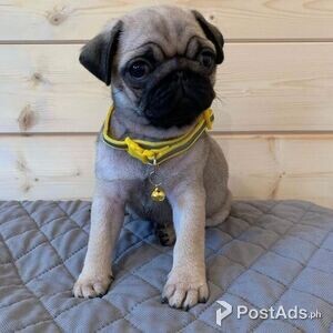 Pug Puppies available | PostAds PH