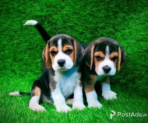 Beagle puppies