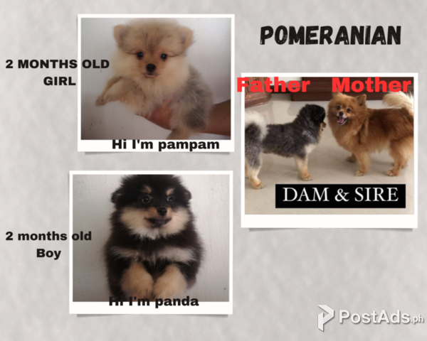 Pomeranian 