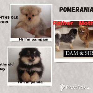Pomeranian | PostAds PH