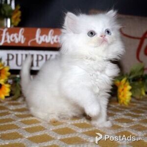 Munchkins kittens | PostAds PH