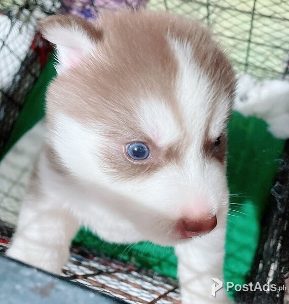 Wooly Husky Puppies
