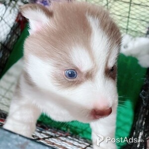 Wooly Husky Puppies | PostAds PH
