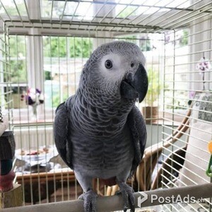 African Gray Parrots | PostAds PH