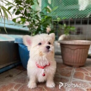 For rehoming | PostAds PH