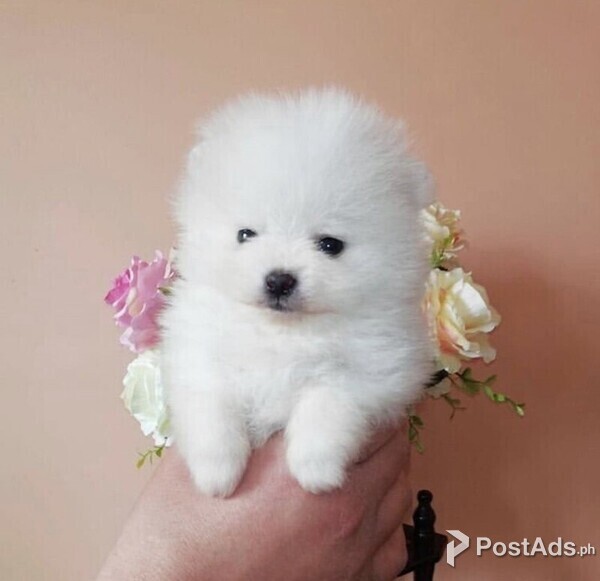 TEACUP POMERANIAN - METRO MANILA 09457024296 | PostAds.ph