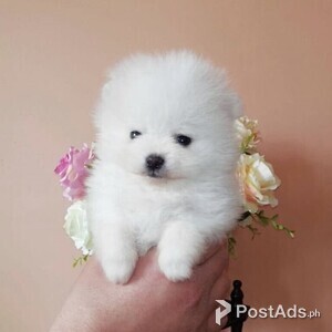 TEACUP POMERANIAN - METRO MANILA 09457024296 | PostAds PH