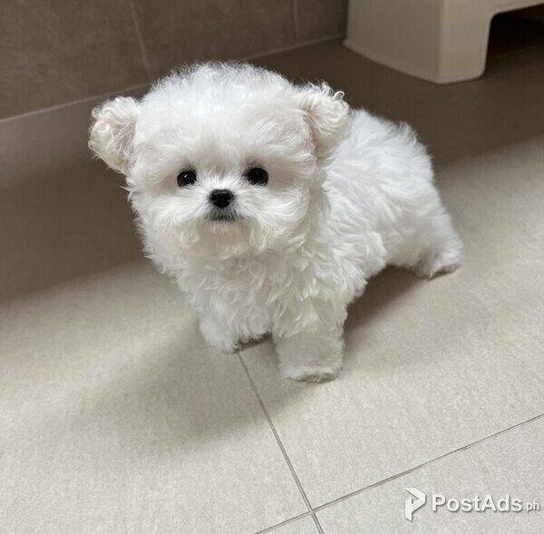 Bichon Frise Pups Available