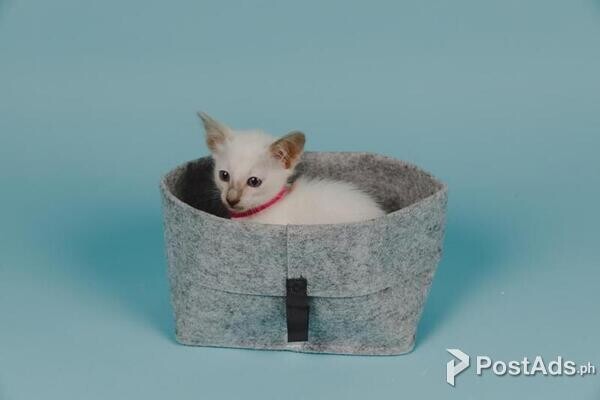 Pedigree Balinese Kittens