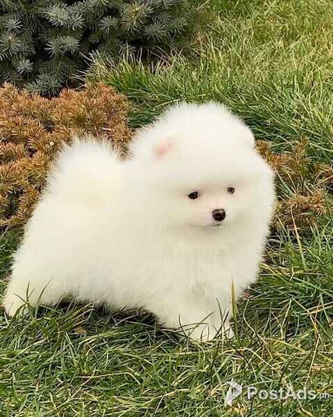 Adorable Pomeranian puppies