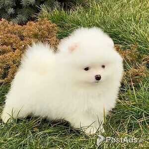 Adorable Pomeranian puppies | PostAds PH