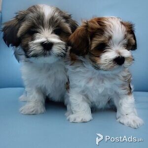 Havanese Puppies | PostAds PH