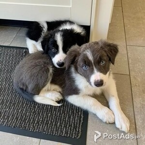 Border Collie babies | PostAds PH