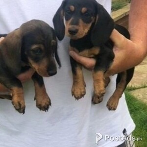 Miniature Dachshund puppies | PostAds PH