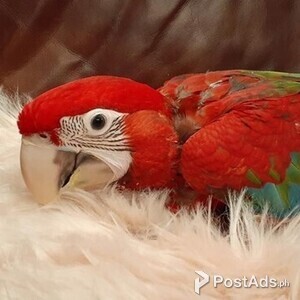 green wing macaw | PostAds PH
