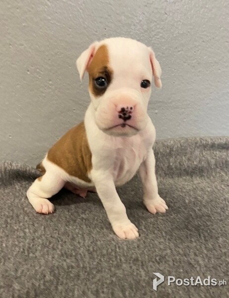 vaccinated boxer puppies