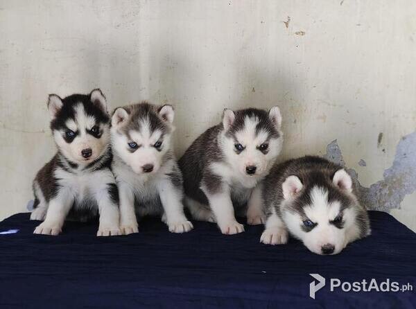 Siberian Huskies