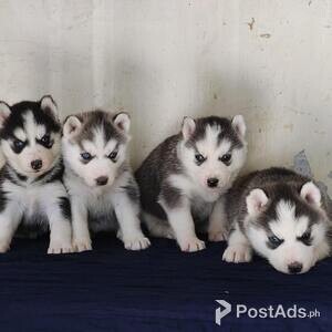 Siberian Huskies | PostAds PH