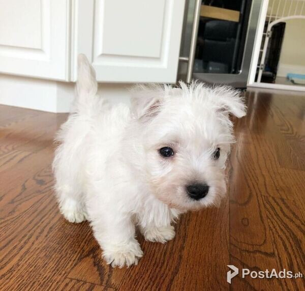 Westie Puppies