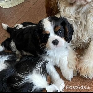 Cavalier King Charles | PostAds PH