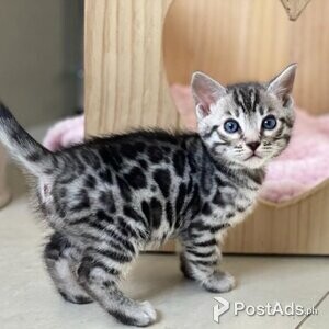 Bengal kittens | PostAds PH