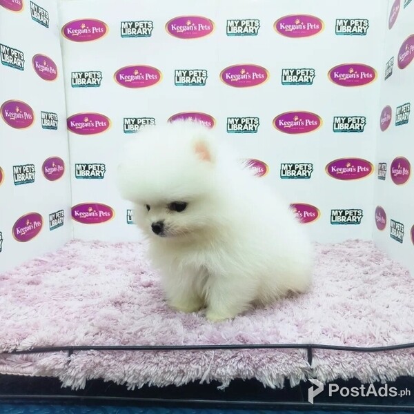 pomeranian puppies