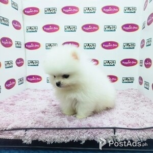 pomeranian puppies | PostAds PH