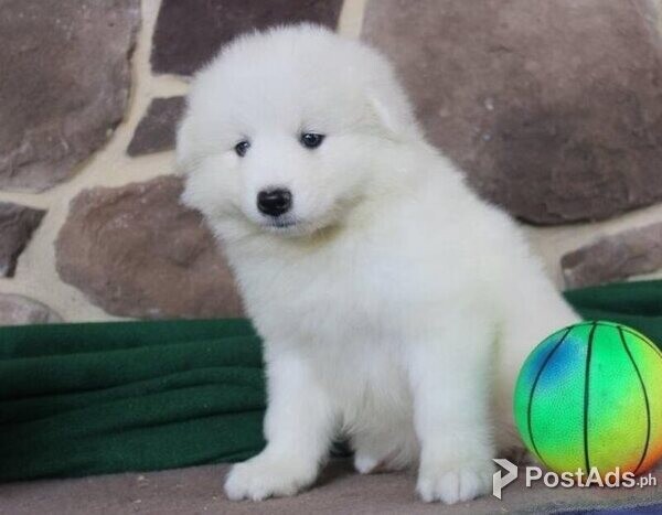 samoyed puppies