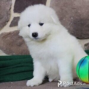 samoyed puppies | PostAds PH