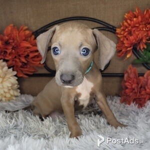 Italian Greyhound Pups | PostAds PH