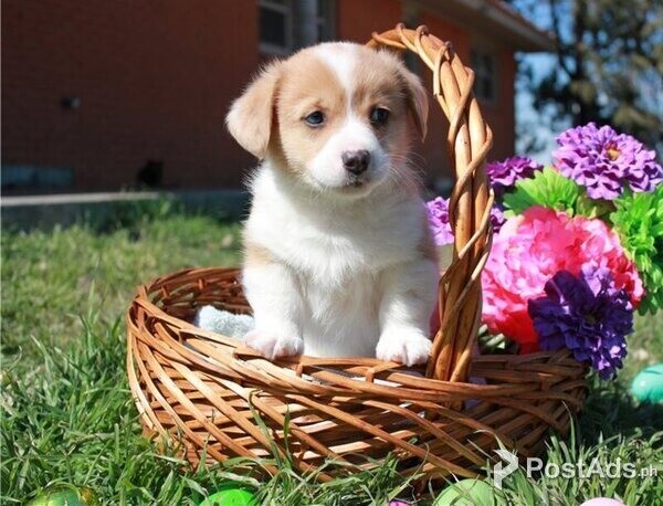 Welsh Corgi Pembroke puppies