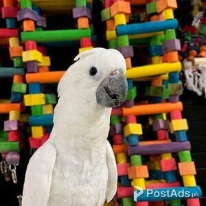 Umbrella Cockatoo young babies | PostAds PH