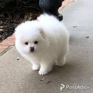 pomeranian puppies | PostAds PH