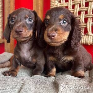 Miniature Dachshund puppies available | PostAds PH