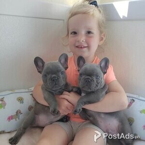 Healthy French Bullies available | PostAds PH