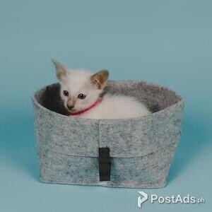 Pedigree Balinese Kittens | PostAds PH