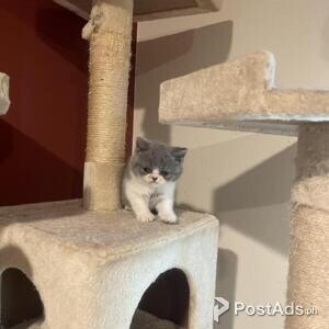 pedigree British shorthair | PostAds PH