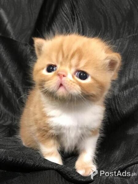 exotic shorthair kittens