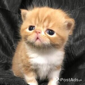 exotic shorthair kittens | PostAds PH