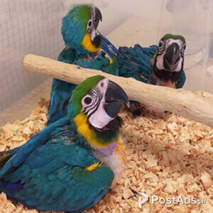 blue and gold macaw | PostAds PH