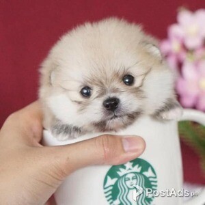 Registered Teacup Pomeranian for sale sale Metro Manila, 0945-7024296. | PostAds PH