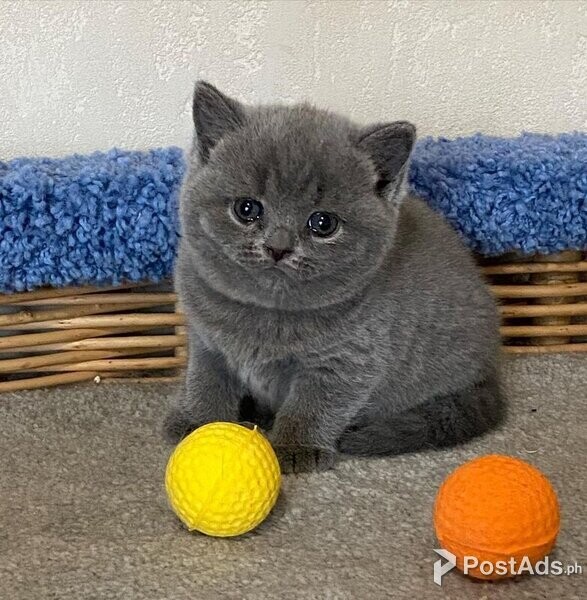 British shorthair available