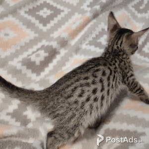 Pedigree Amazing Savannah Kittens | PostAds PH